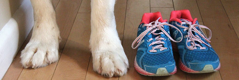 Close-up of a dog's paws with running shoes placed next to them