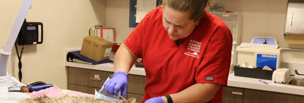 On the job training as a vet tech
