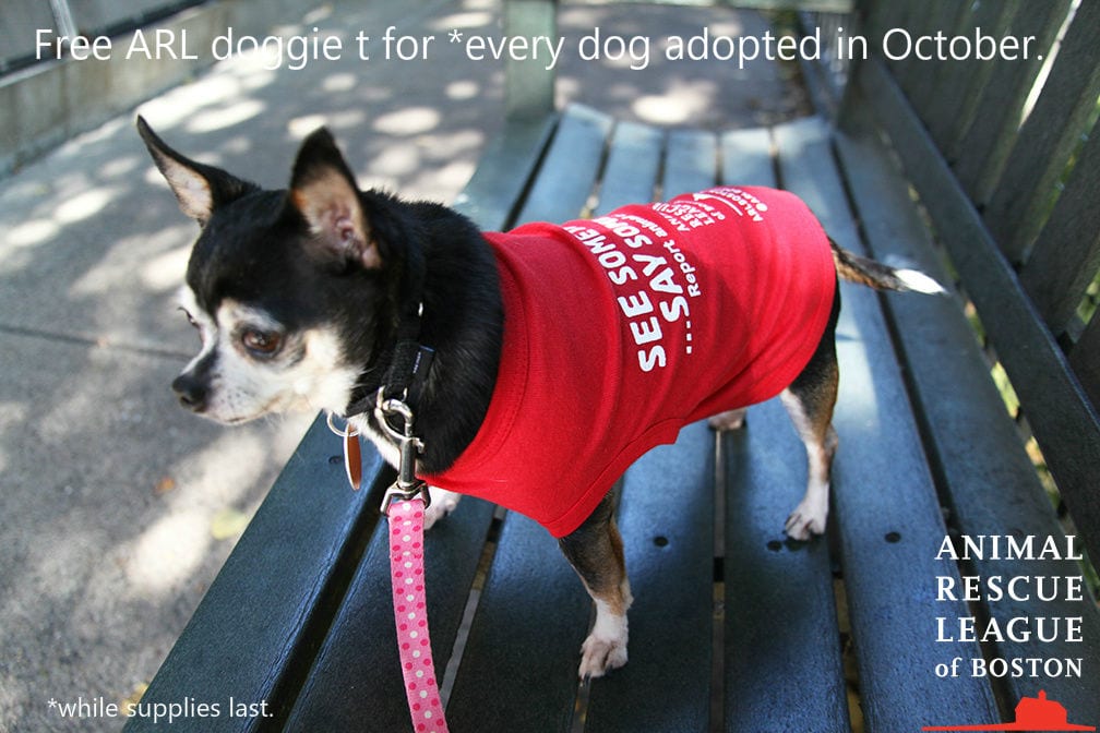 arl dogs october is adopt a month arl dogs october is adopt a month