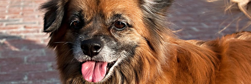 close up of mixed breed dog