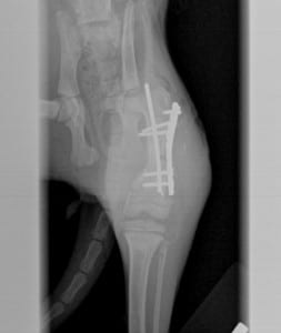 An x-ray of Piper's leg with the pins and steel plate post surgery.