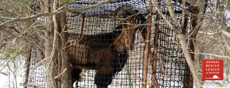 goat in humane trap