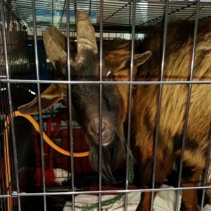 lowell goat in crate