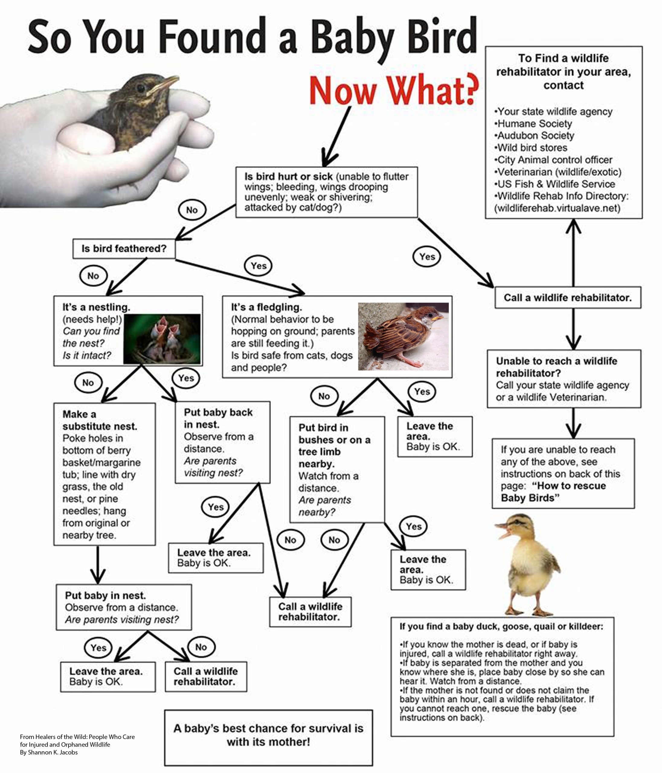 how to rescue baby bird