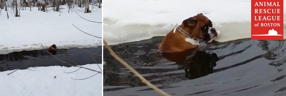 a boxer dog in an icy stream