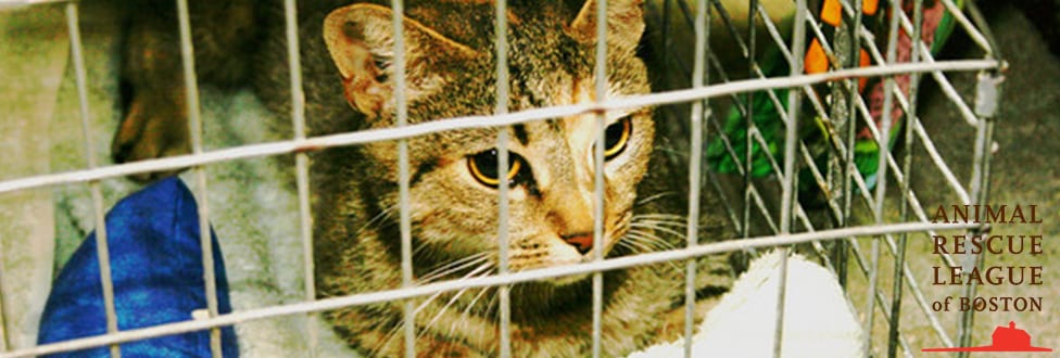 a close-up of a cat in a humane trap