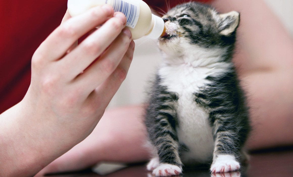 close up of ARL staff member feeding small kitten with bottle