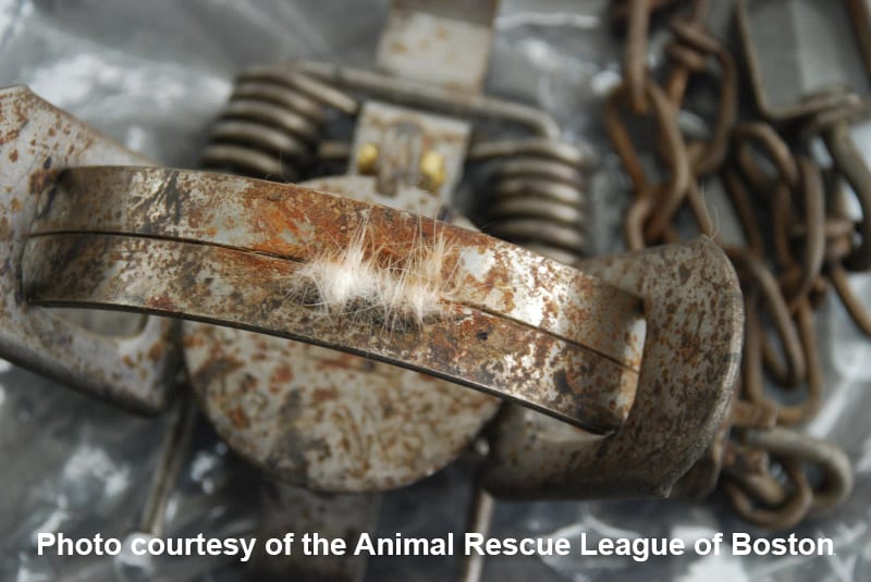 Breaking News Cat Caught in Brutal Illegal Trap in Westport, MA