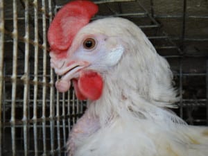 citizens for farm animal protection