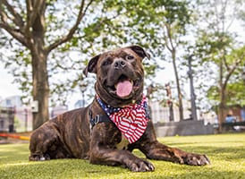 dog laying down outside wearing American flag bandana