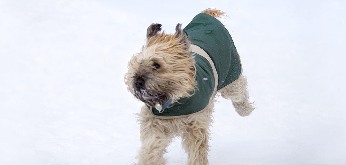 dog running through snow wearing a dog coat