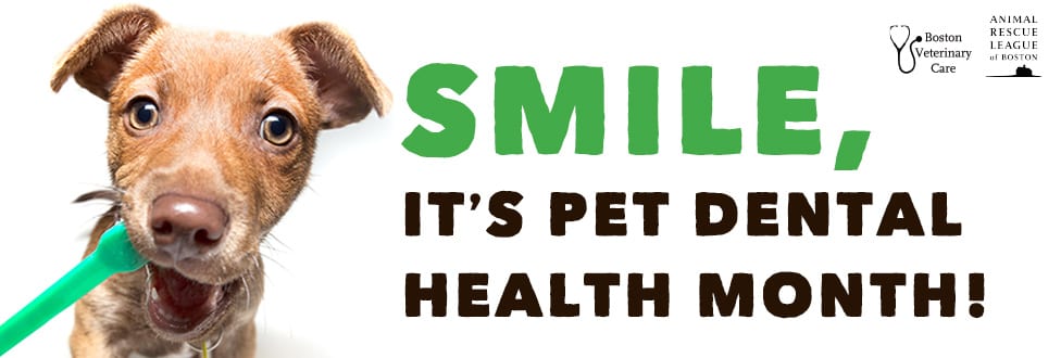 February is National Pet Dental Health Month