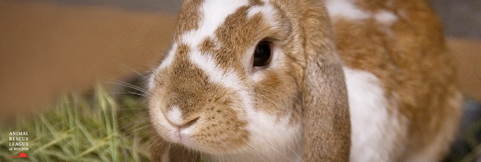 close up of rabbit