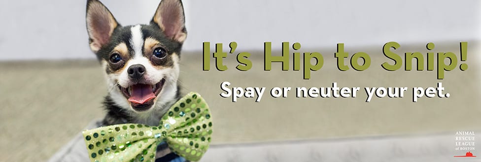 spay and neuter