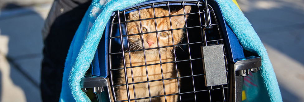 orange kitten in cat carrier