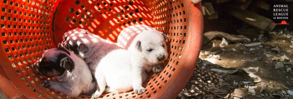puppies in a laundry basket outside