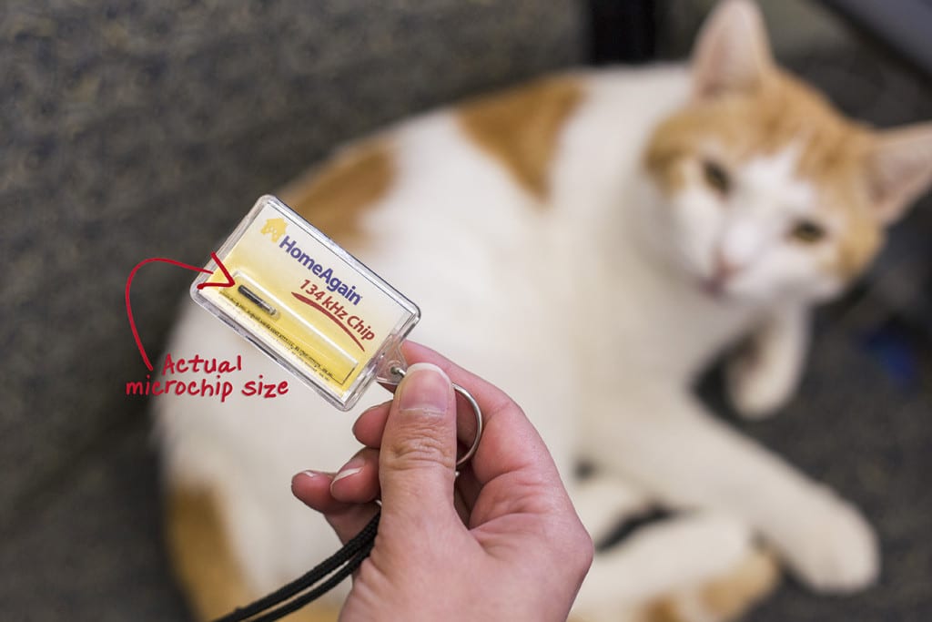 size of a pet microchip