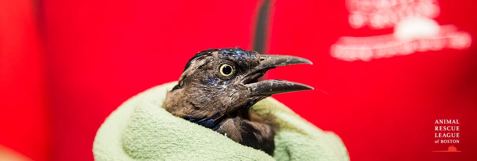 small black bird in towel being held by ARL staff member