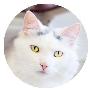 white and gray cat with yellow eyes