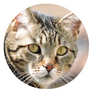 affordable spay and neuter