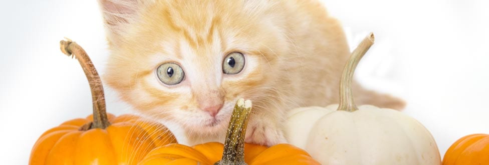 Orange kitten with pumpkins
