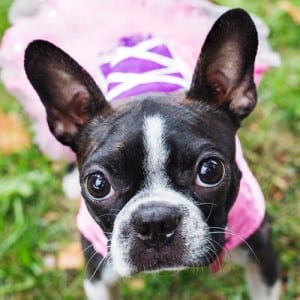 Boston Terrier in Halloween costume