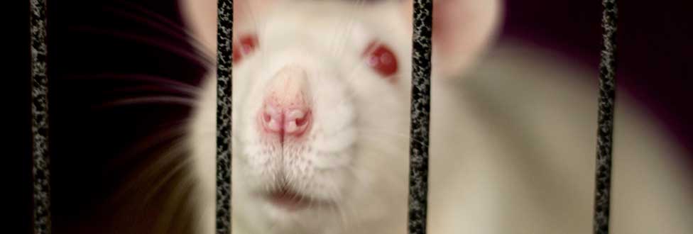 Animal welfare Archives - Animal Rescue League of Boston