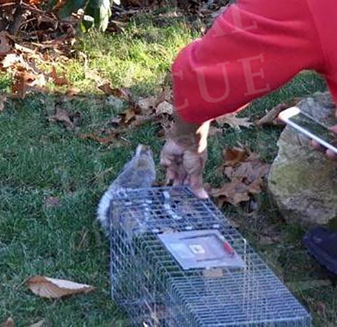 'Santa Squirrel' released back to Hanover, MA.