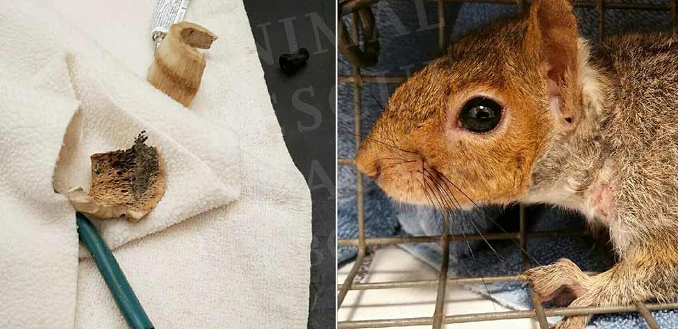 Bone removed from 'Santa Squirrel's" neck.