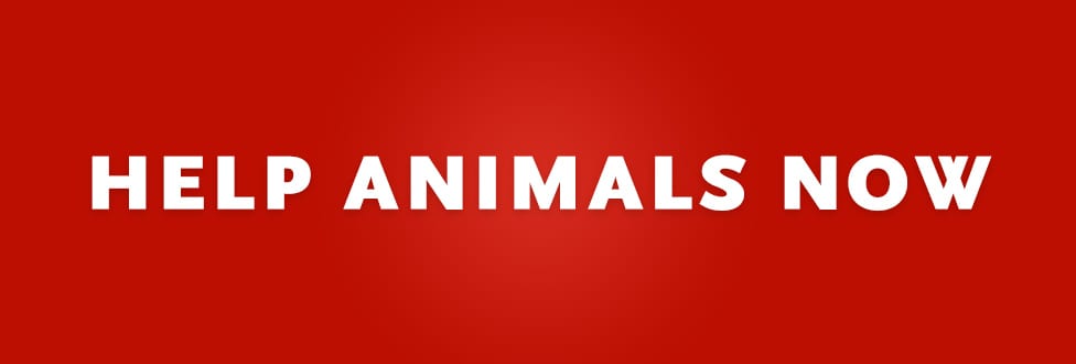 Help Animals Now