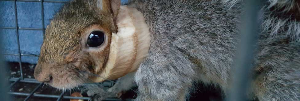 'Santa Squirrel' with bone stuck around his neck