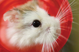 ARL hamster