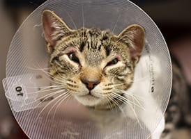 Zim recovers from cryosurgery wearing a protective cone.