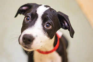 55 Best Pictures Pet Adoption Centers In Boston Ma : Where To Adopt A Pet Know Your Pet Adoption Options Petco