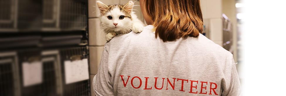 Volunteer at the Animal Rescue League of Boston