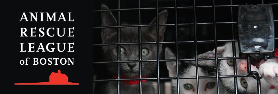kitten inside carrier