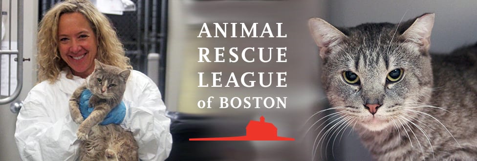 UPDATE: Cats Rescued From Hoarding Situation Progressing - Animal Rescue  League of Boston