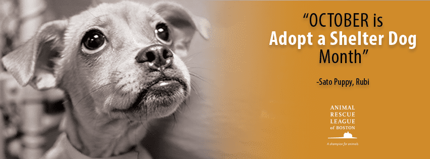 adopt a dog graphic