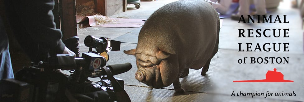 pig walking towards camera