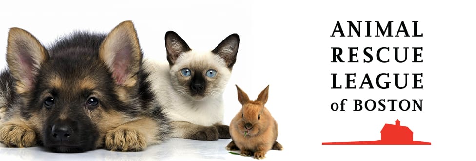 cat, dog, and bunny on white background