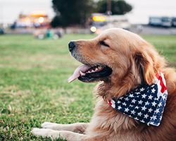 Golden Retriever dog outside on grass wearing American flag bandana