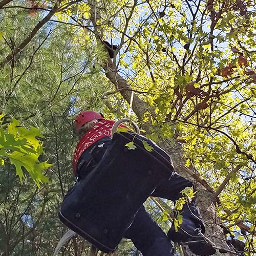 Getting closer! Unfortunately once Minerva got close to the ground, she got out of her carrier and ran into the woods.