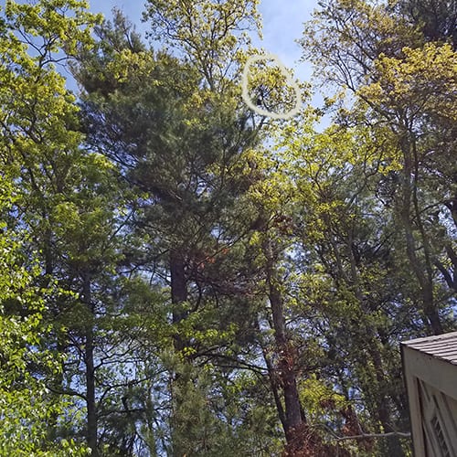 Minerva had been in this tree for four days -- notice the rooftop on the right.