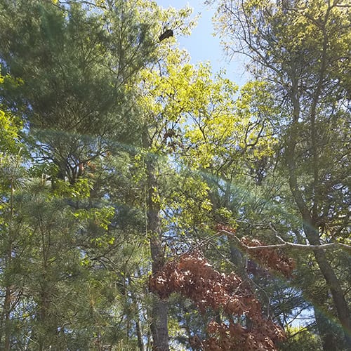 This evergreen tree was approximately four stories high!