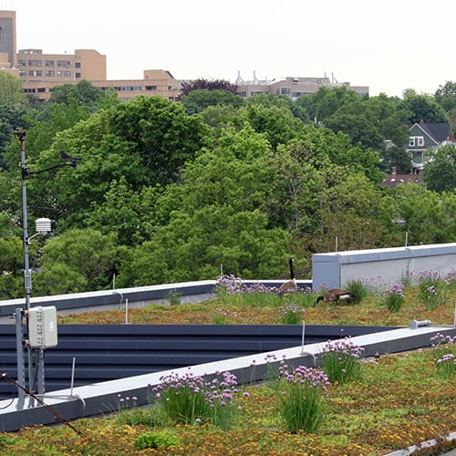 These geese have nested on the roof of WGBH for 4 years in a row!