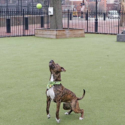 Dean's favorite activity -- playing with tennis balls!