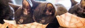 Winter Cat Food Drive for Boston Homeless Cats @ ARL Boston Lobby | Boston | Massachusetts | United States