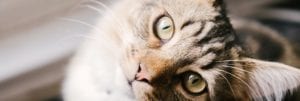 Spring Cat Food Drive @ Animal Rescue League of Boston
