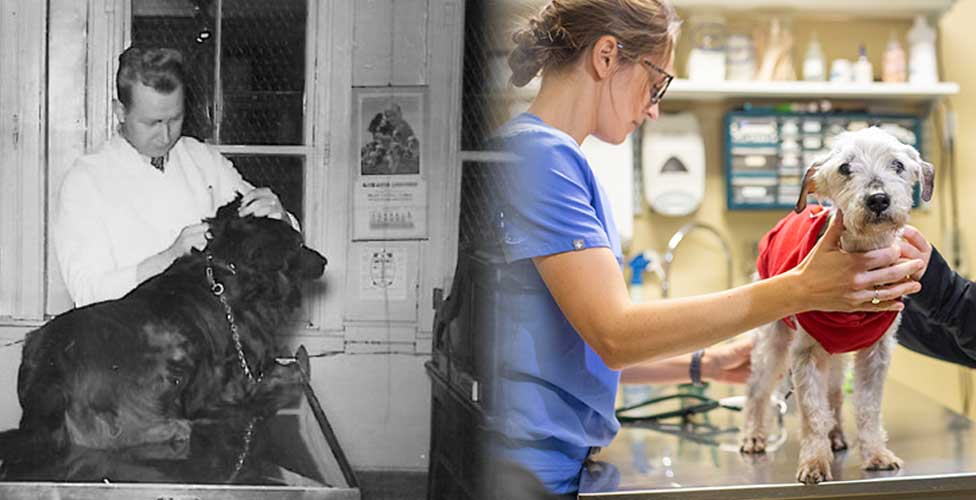 ThenandNowVet Then and Now Veterinary photos