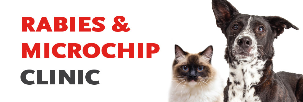 Rabies Microchip Clinic Animal Rescue League Of Boston